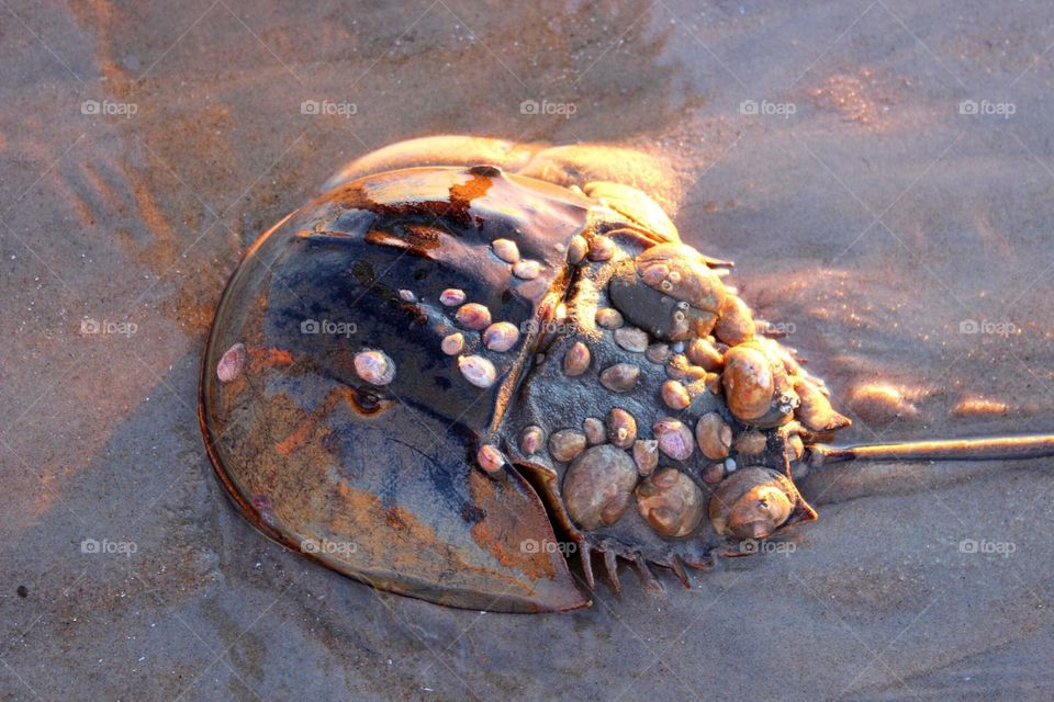 Horse shoe crab in the surf at dawn. 