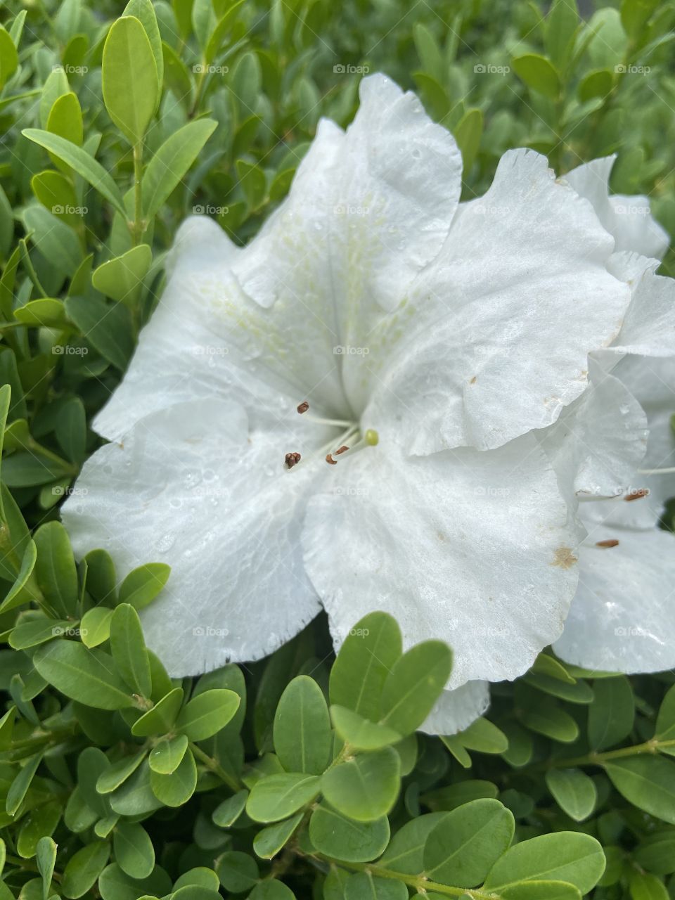 White flower