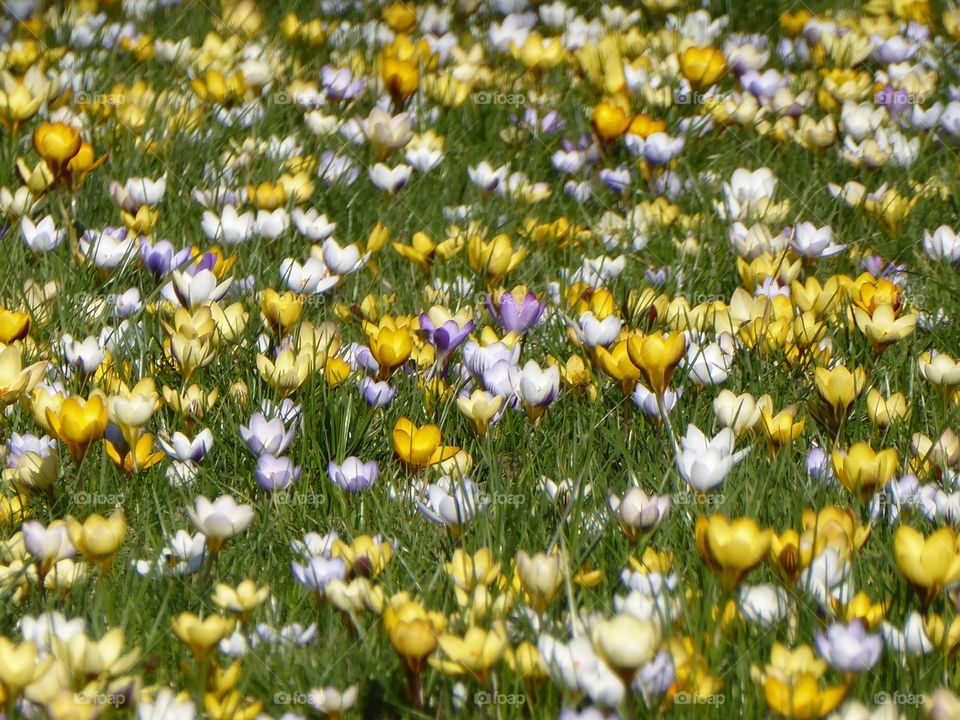 Krokusblüte