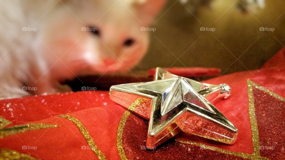 white cat playing with Christmas tree decoration under tree