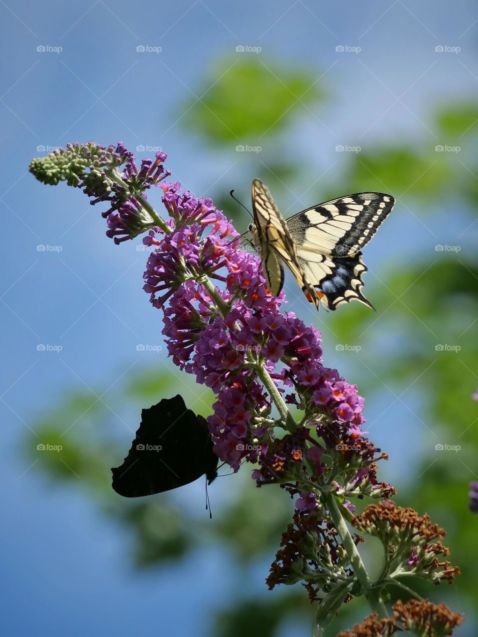 Beautiful butterflies