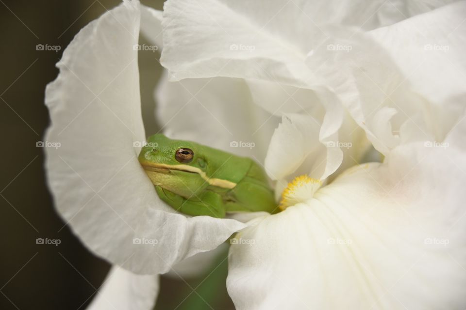 Iris Frog Bed