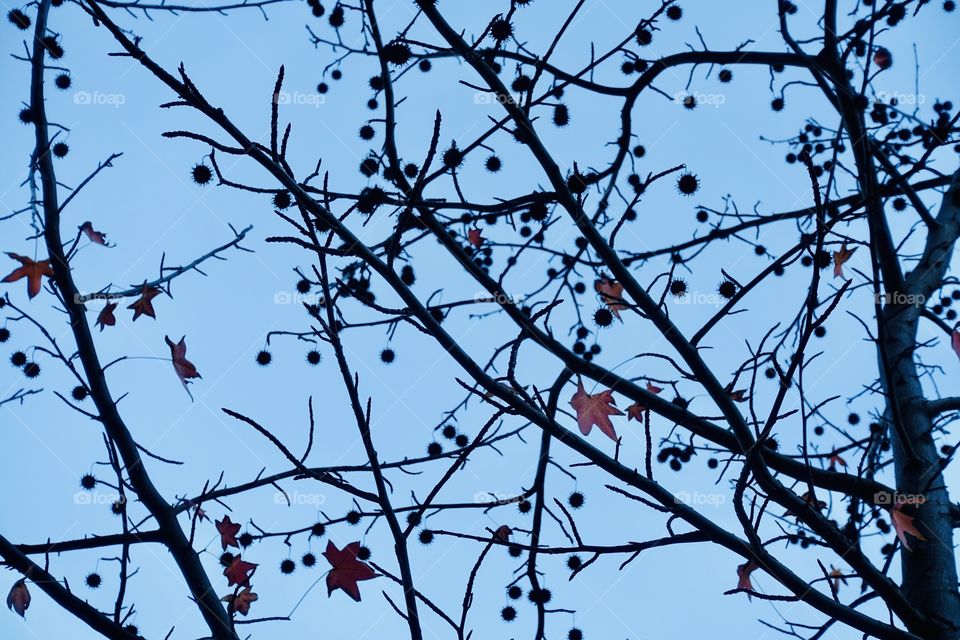 A tree called London Plane Tree in the sky.
