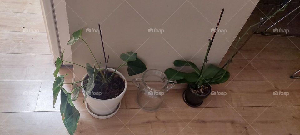 home plants