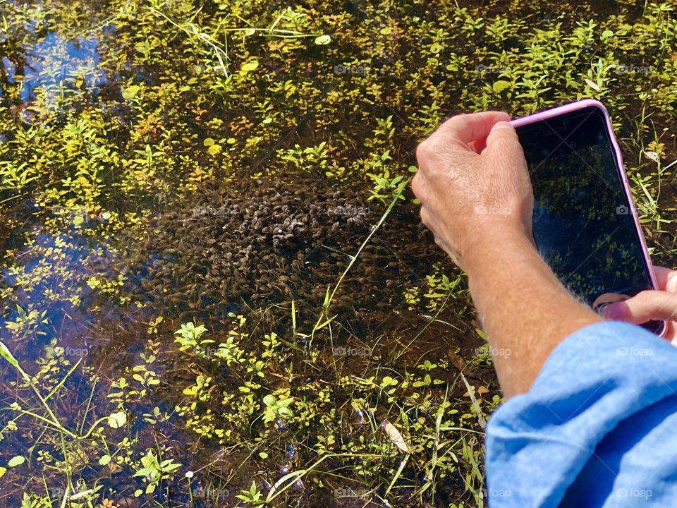 Taking a mobile photo of a puddle full of tadpoles. Simple nature find on the roadside!