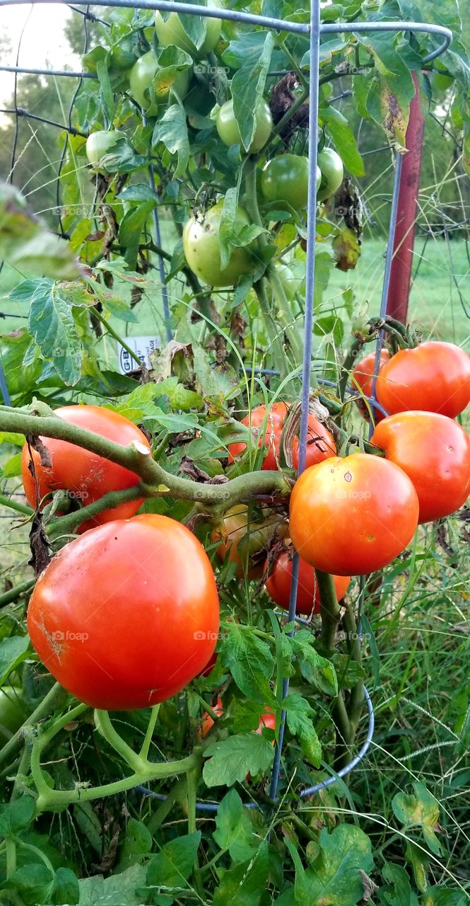 tomatoes on the vine in the garden