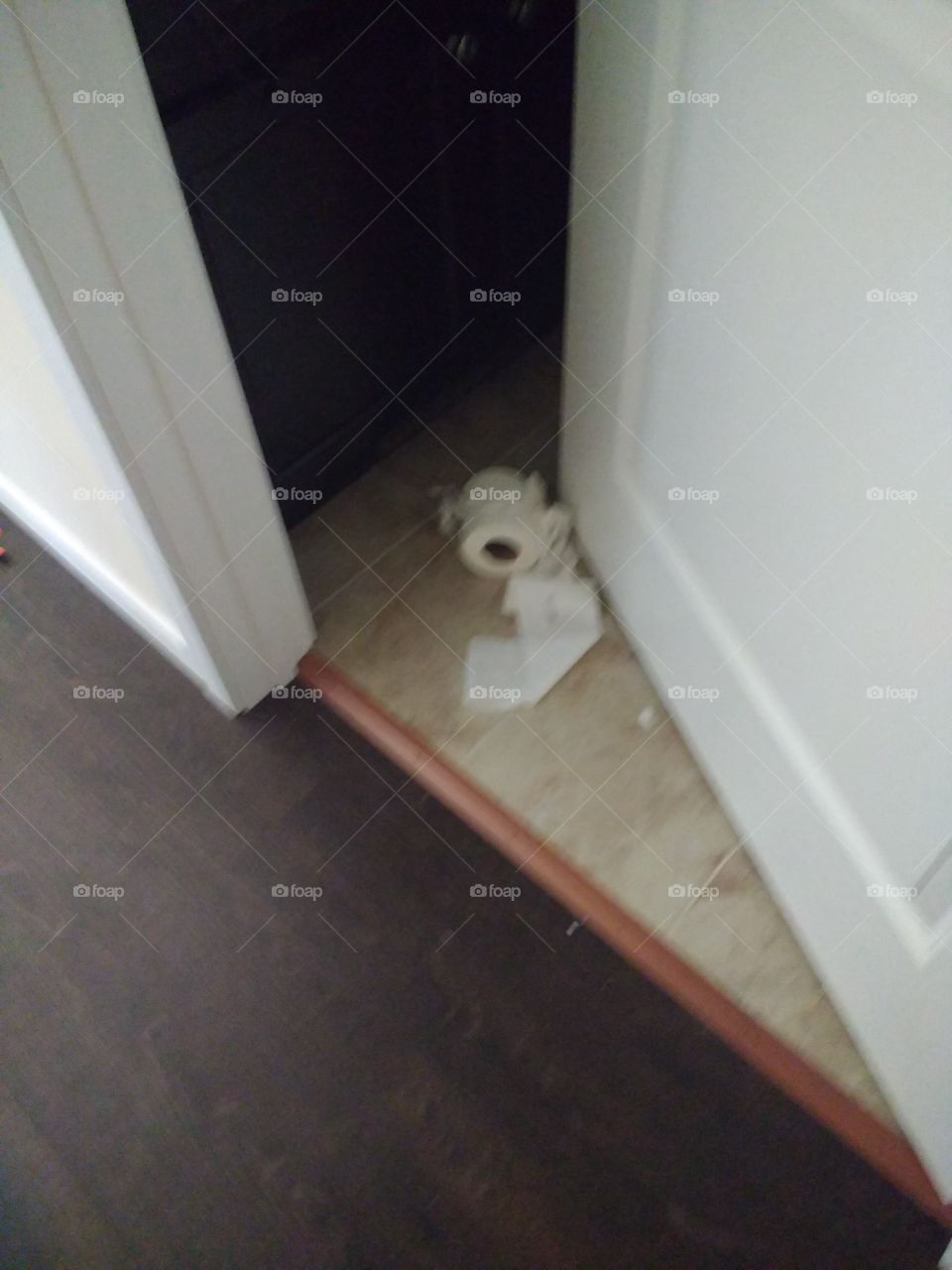 our cat got hold of a roll of toilet paper.