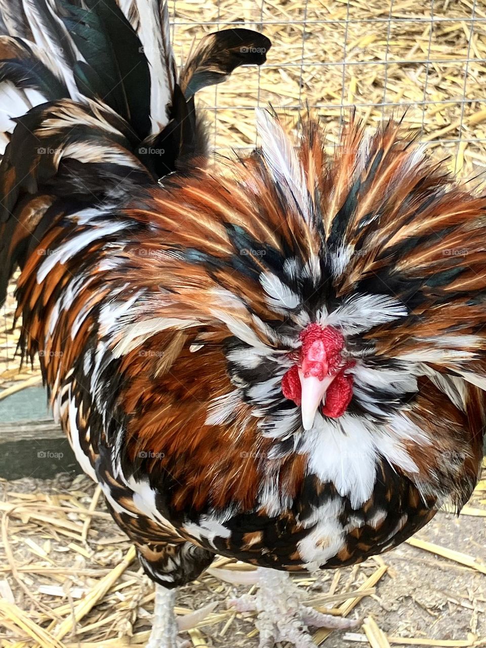 Wow! What an amazing plume! I just love all the vibrant colours here! Nature at its most beautiful. 