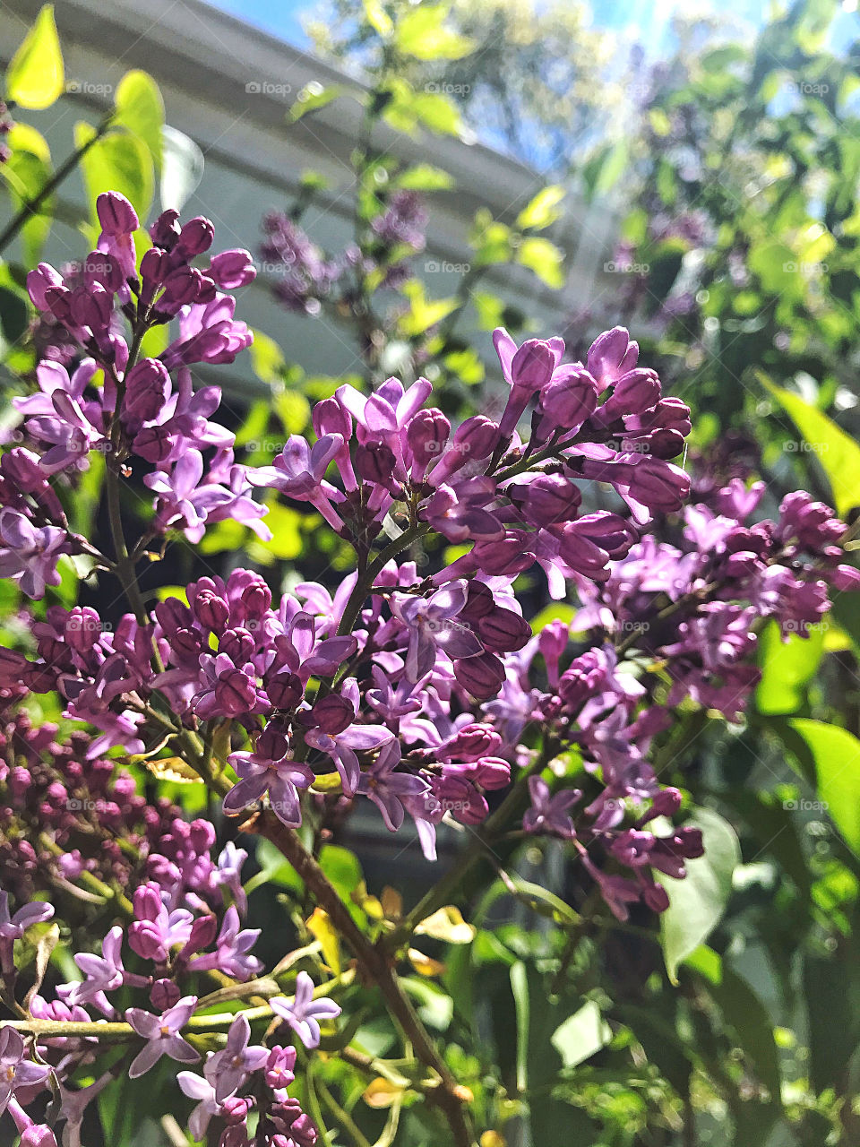 Lilac flowers 