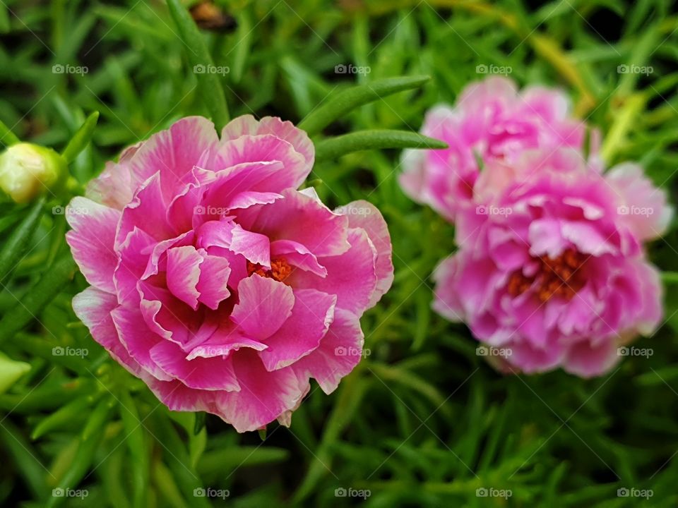 the Portulaca Grandiflora