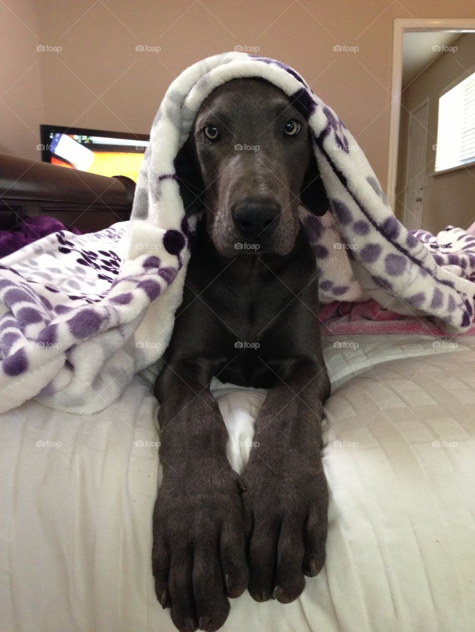 I want to bury my head u def the blankets 