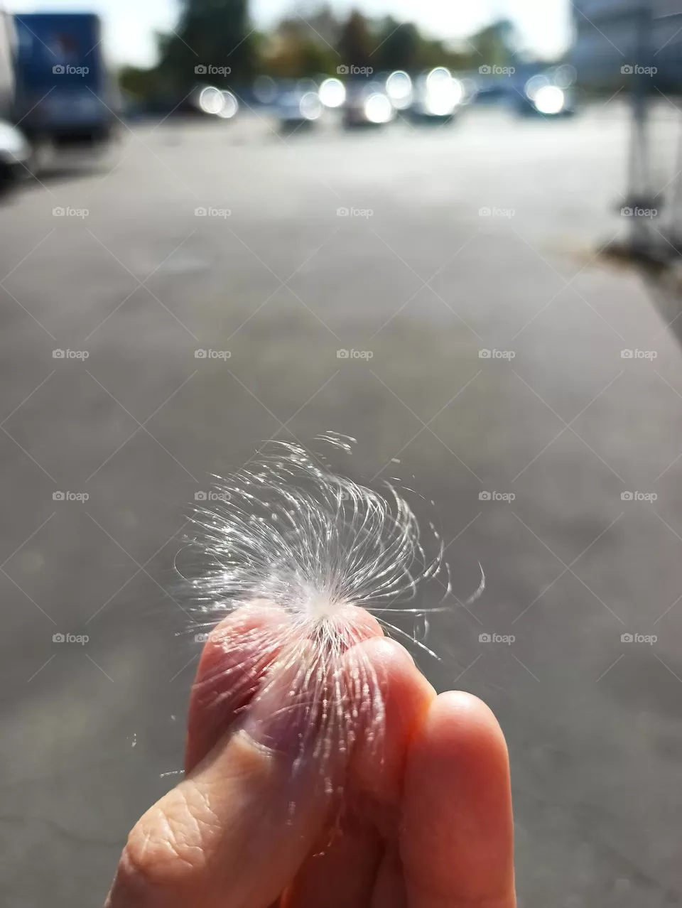 fluffy in hand
