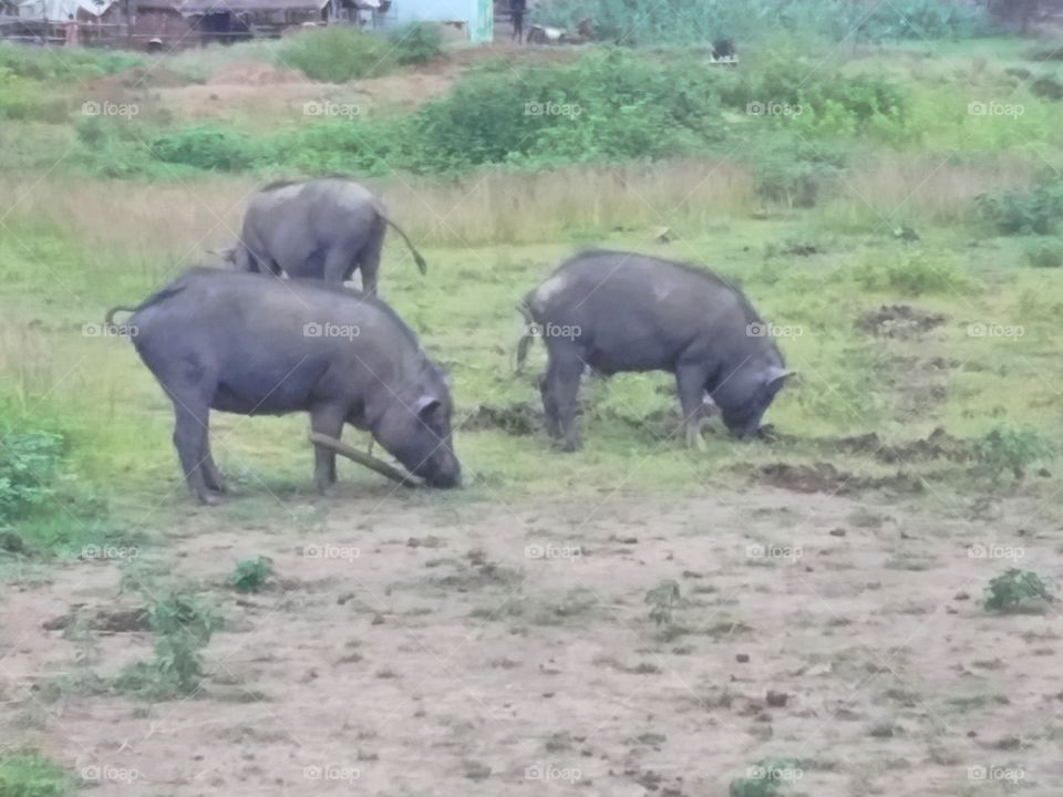 Piges Digging the ground, this animal is often found in Jharkhand state of India.