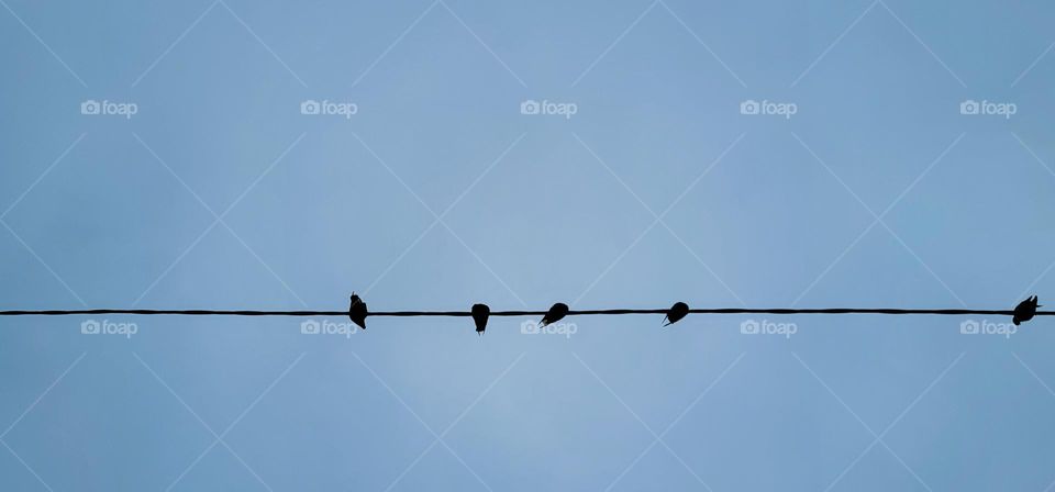 Row of pigeons on the line