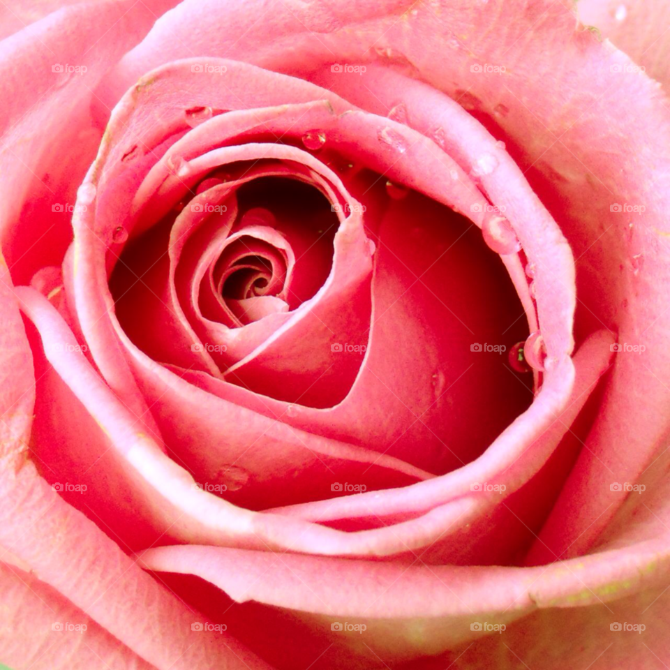 pink love rose wedding by Titania