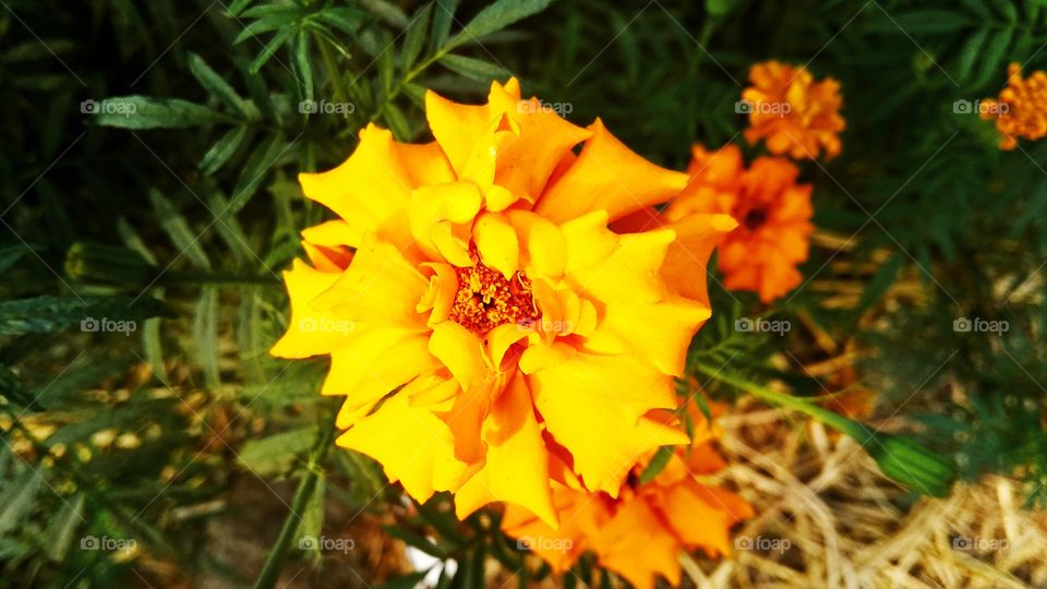 Marigild flower in the morning