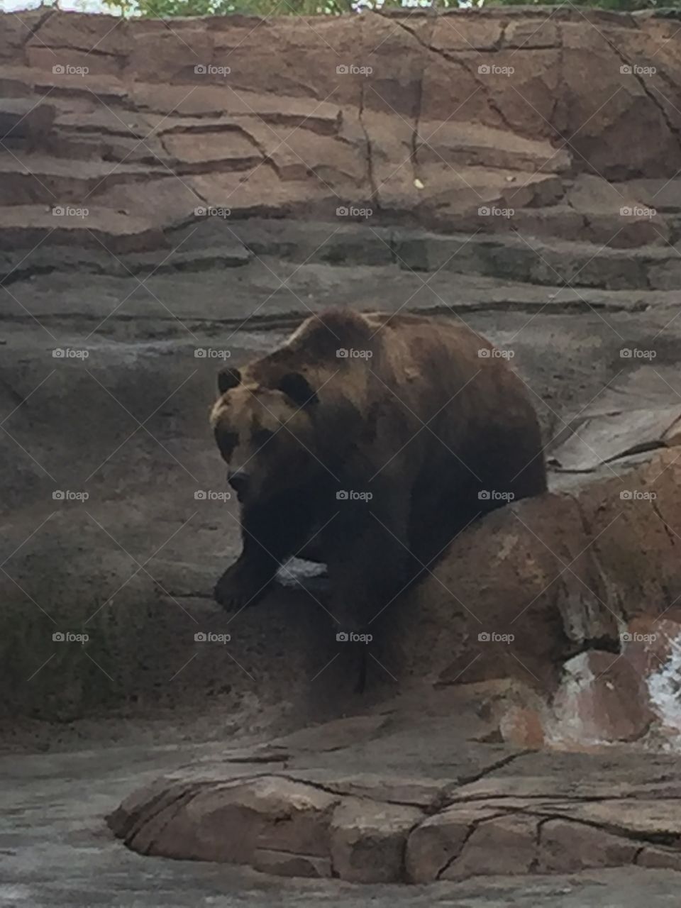 Brown bear 