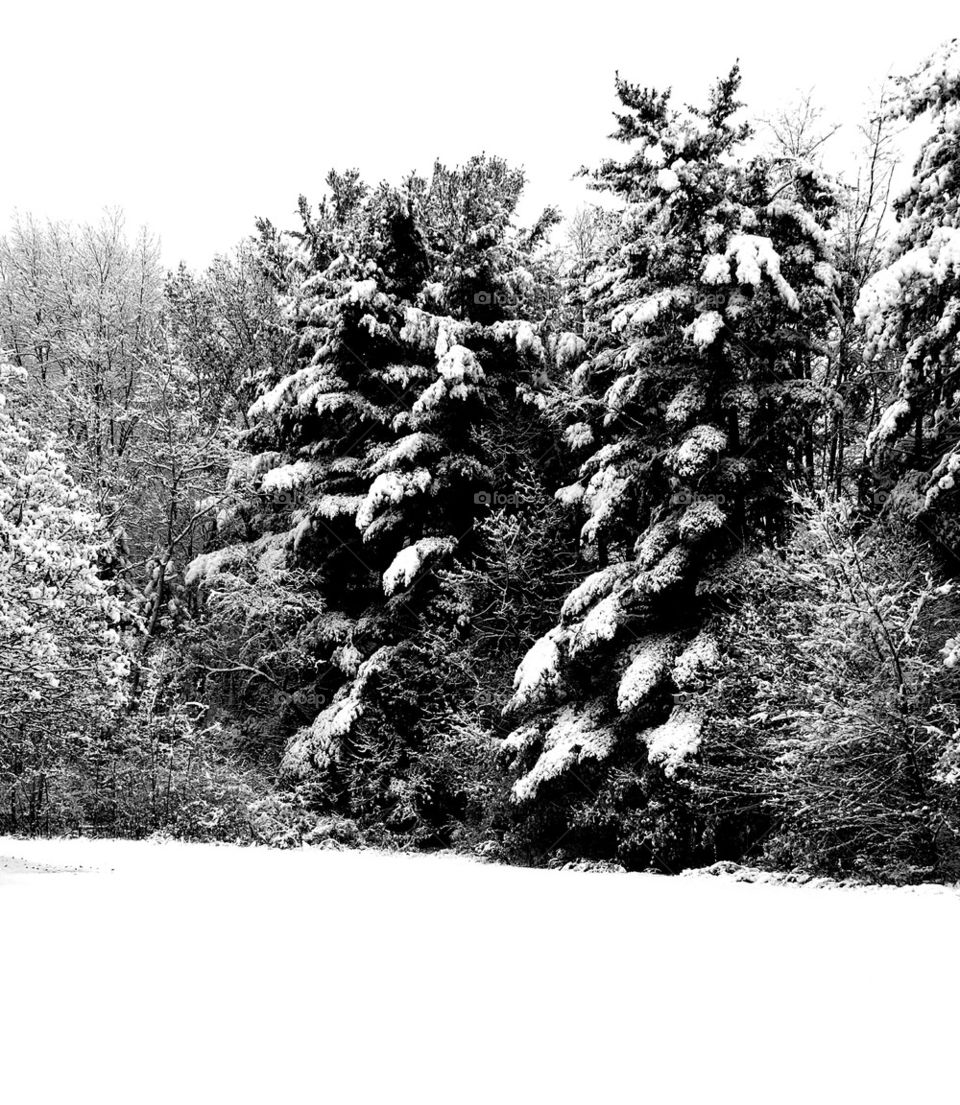 a winter scene 