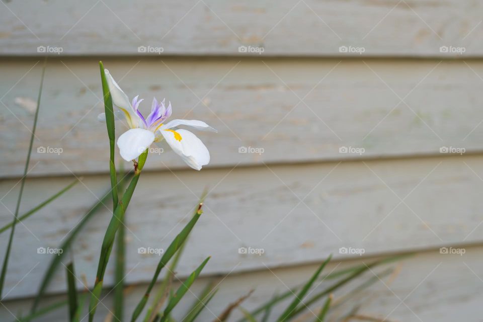 Springtime is the best time to capture some beautiful species of plants and flowers, here I have captured a lone African Iris/Fortnight Iris/Fairy Iris.
