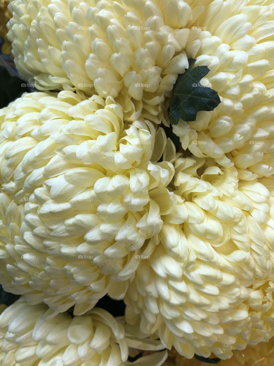 A sumptuous cream chrysanthemum giving an essence of presence to the world of flowers.