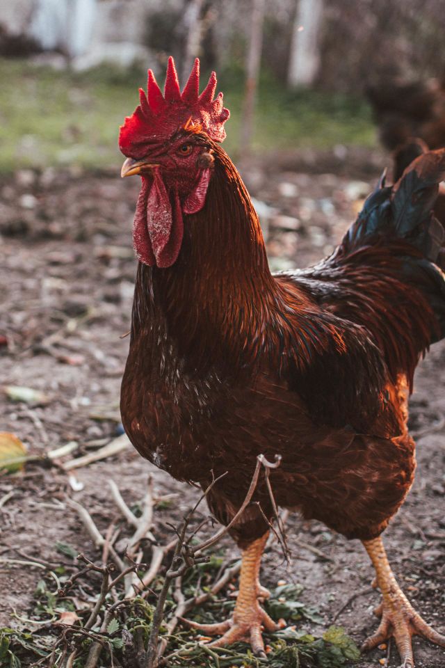 Cock