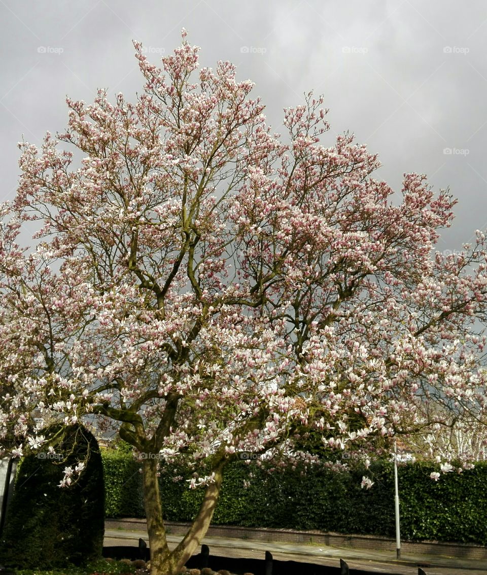 Magnolia flowering. Nice spring flowering tree