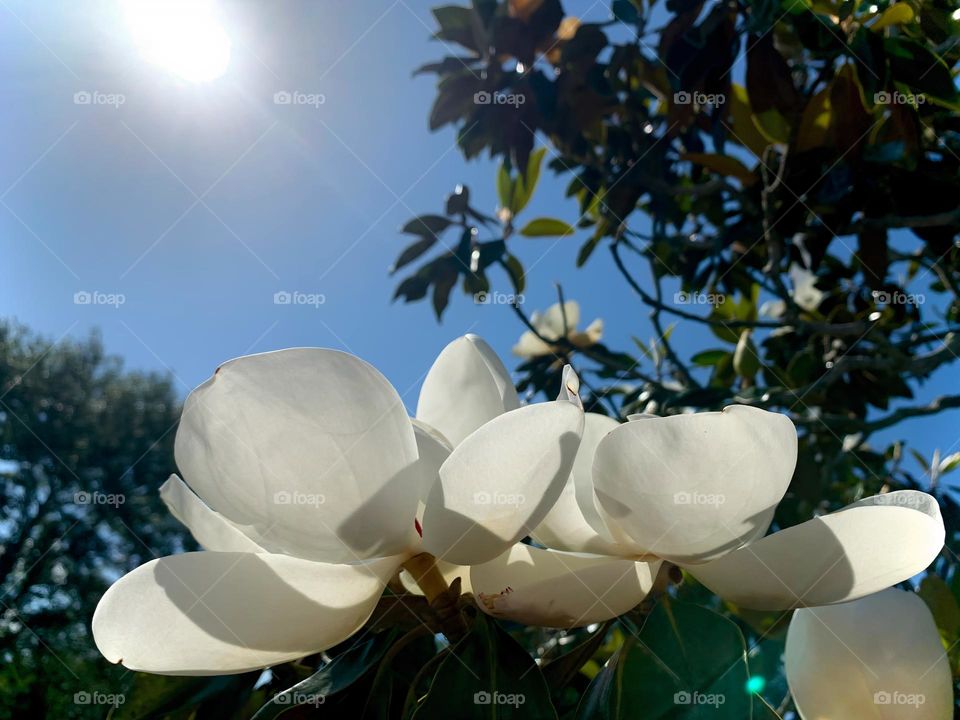 Sunlight Of Spring On White Soft And Gorgeous Flowers Opening To The Warmth Of It