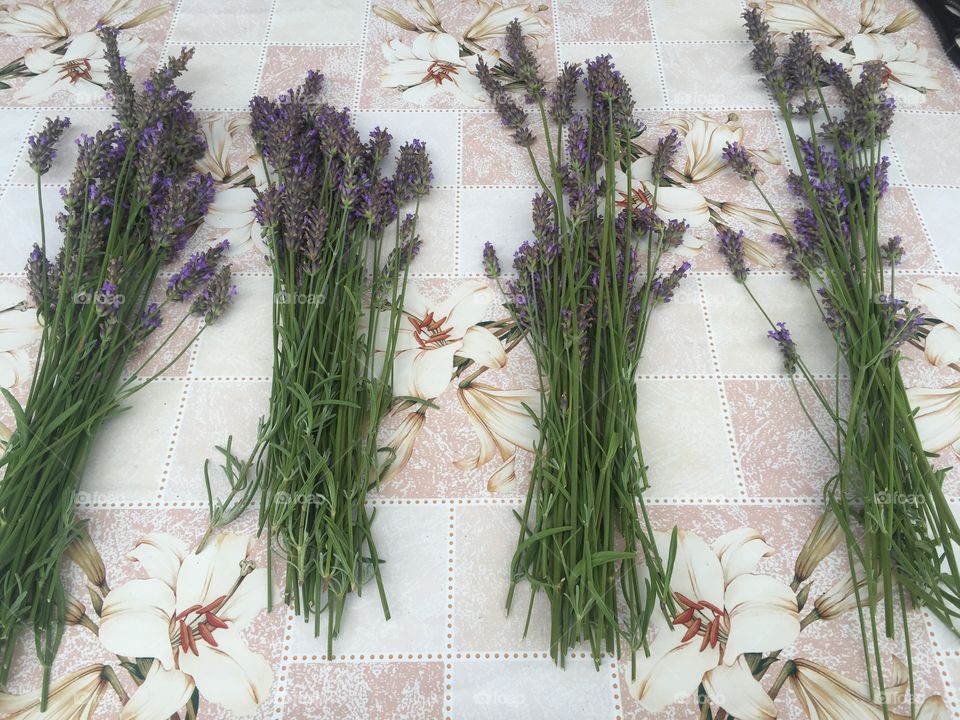Lavander
