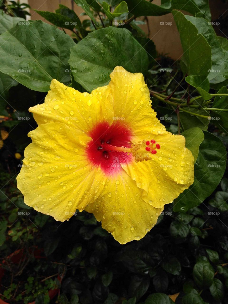 a beautiful yellow hibiscus flower
