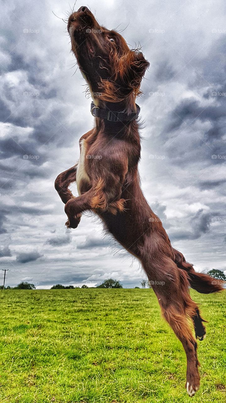 Leaping Sprocker Spaniel. Coco jumps for her ball