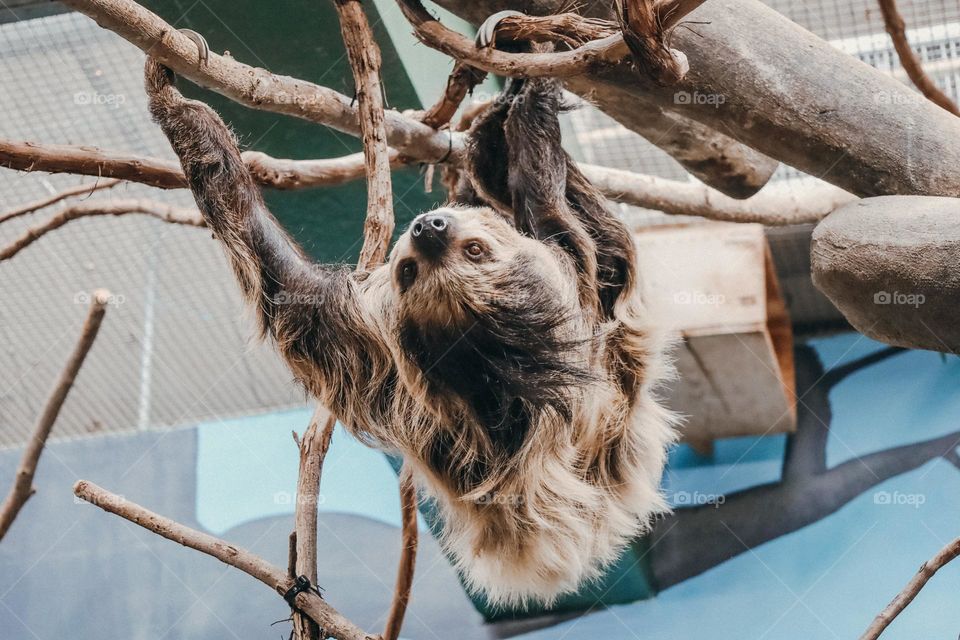 Sloth