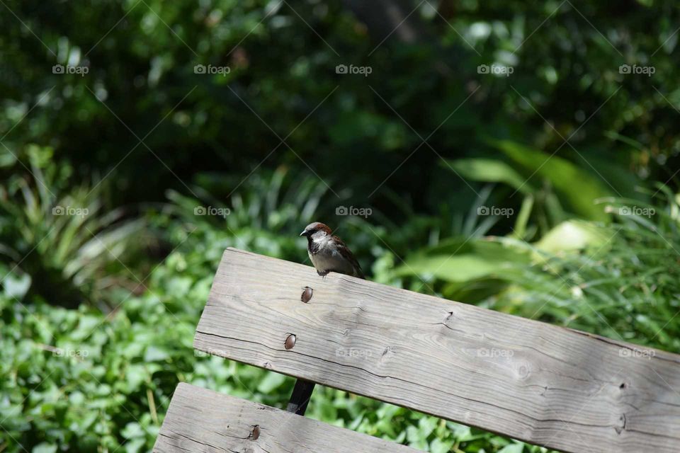 Bird on a bench