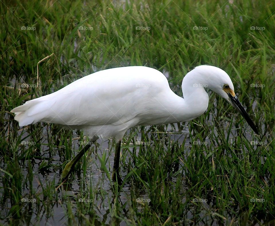 Snowy Egret in the Marsh