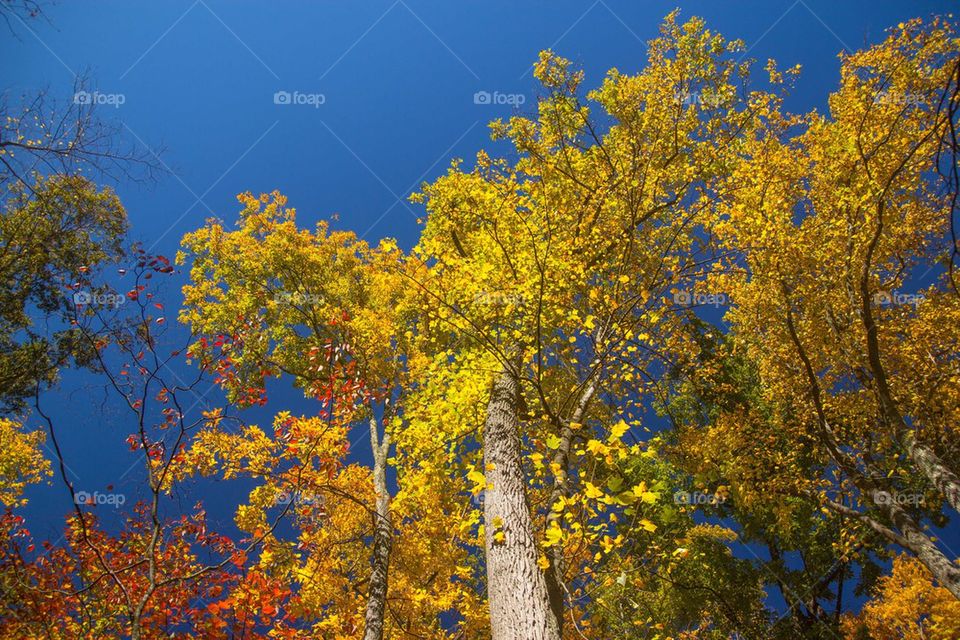 Yellow tree of fall