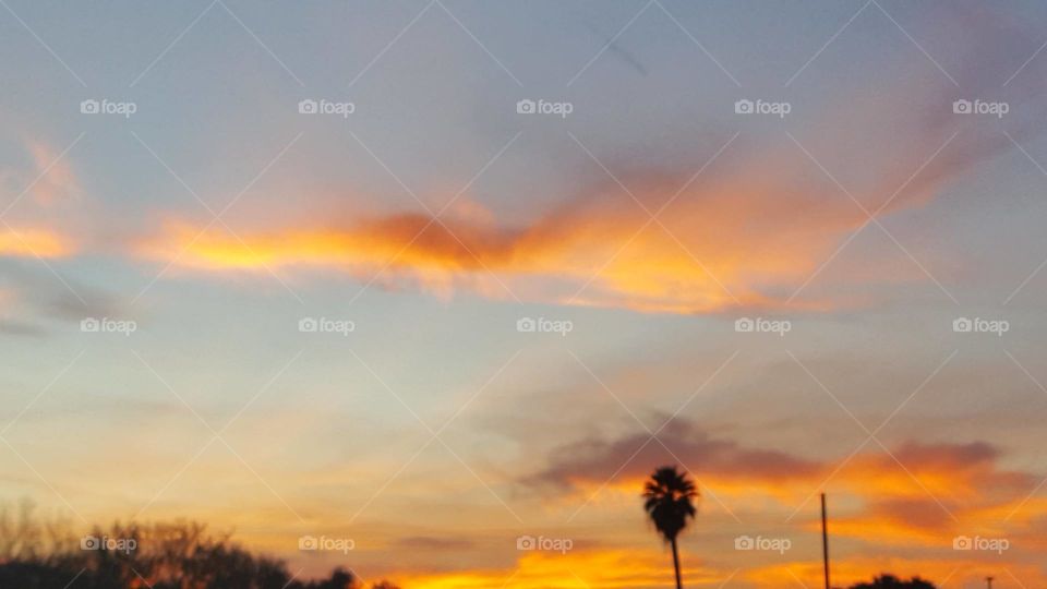 sky, sunset, fire, palm trees, Tree, horizon