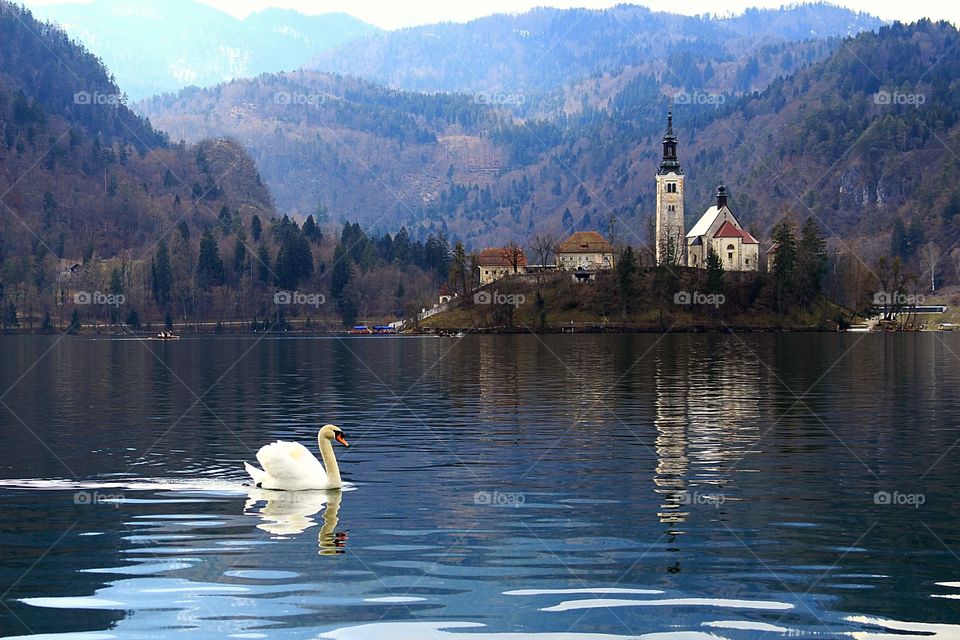 Swan lake Bled