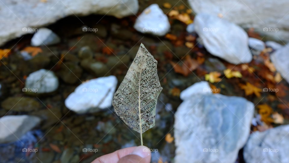 Close-up of a human hand holding autumn leaf