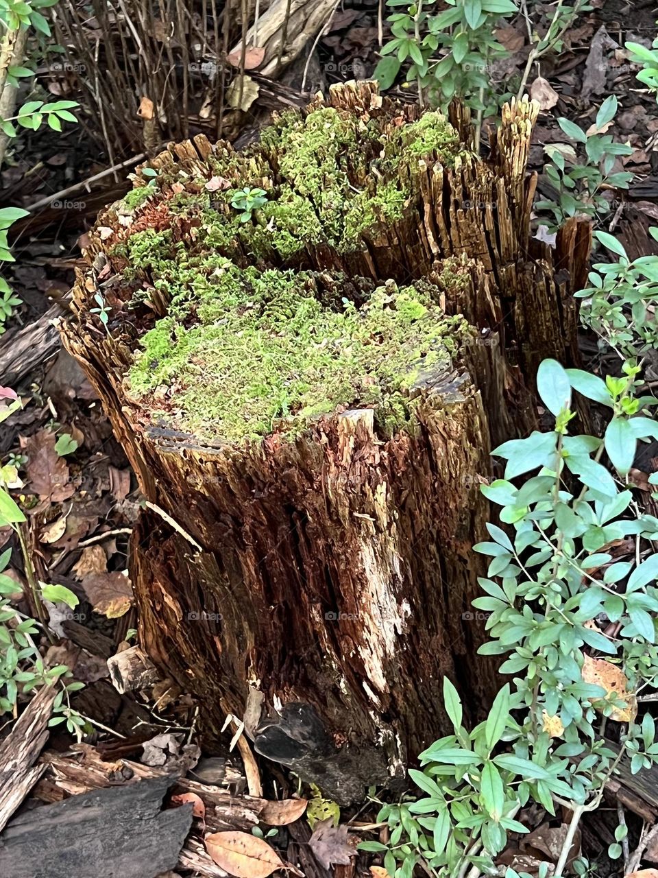 Mossy stump 