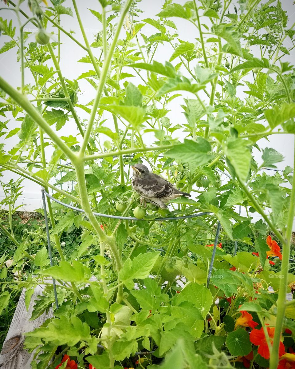 baby bird on tomato pl