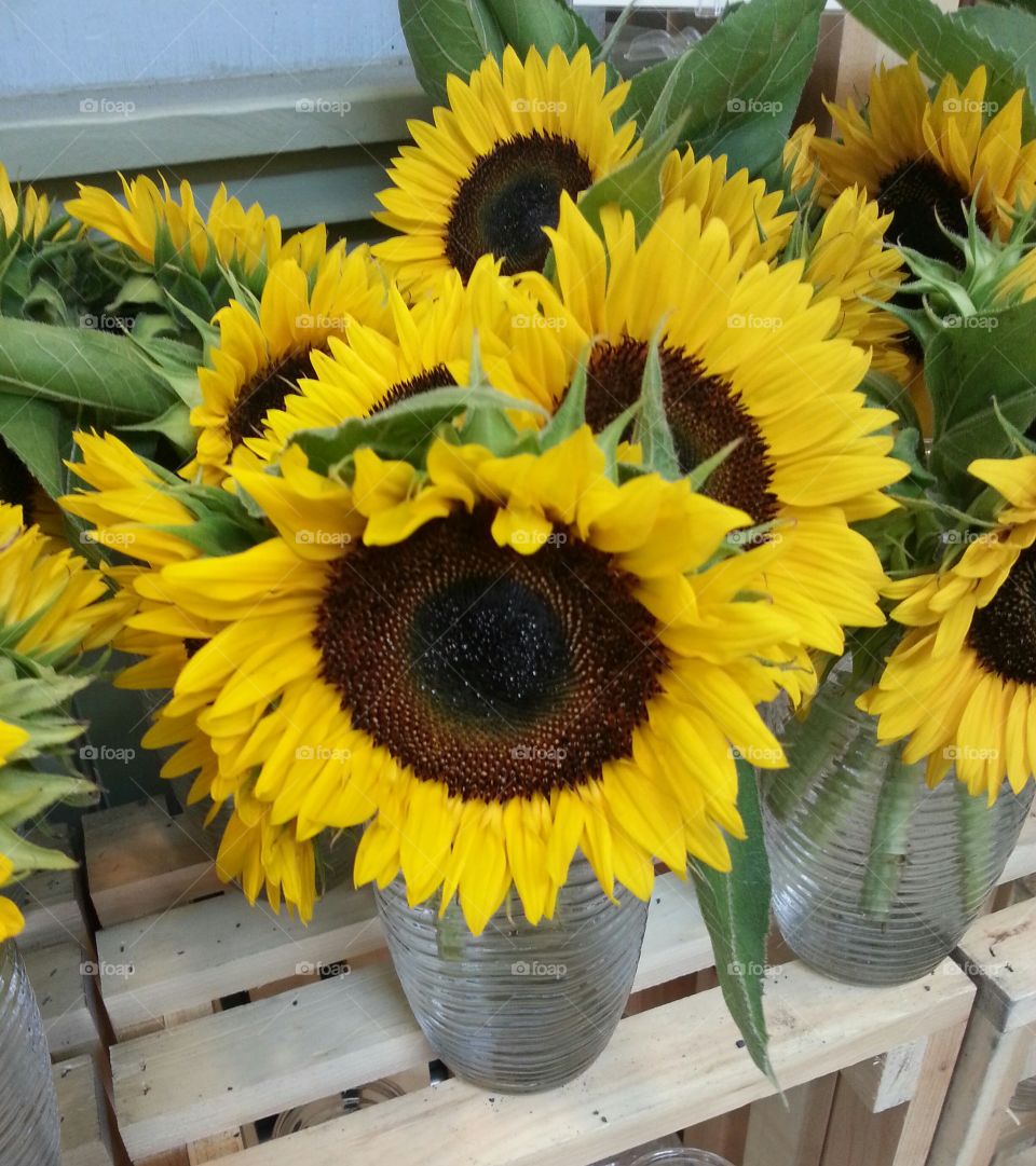 Sunflowers in Glass Vases