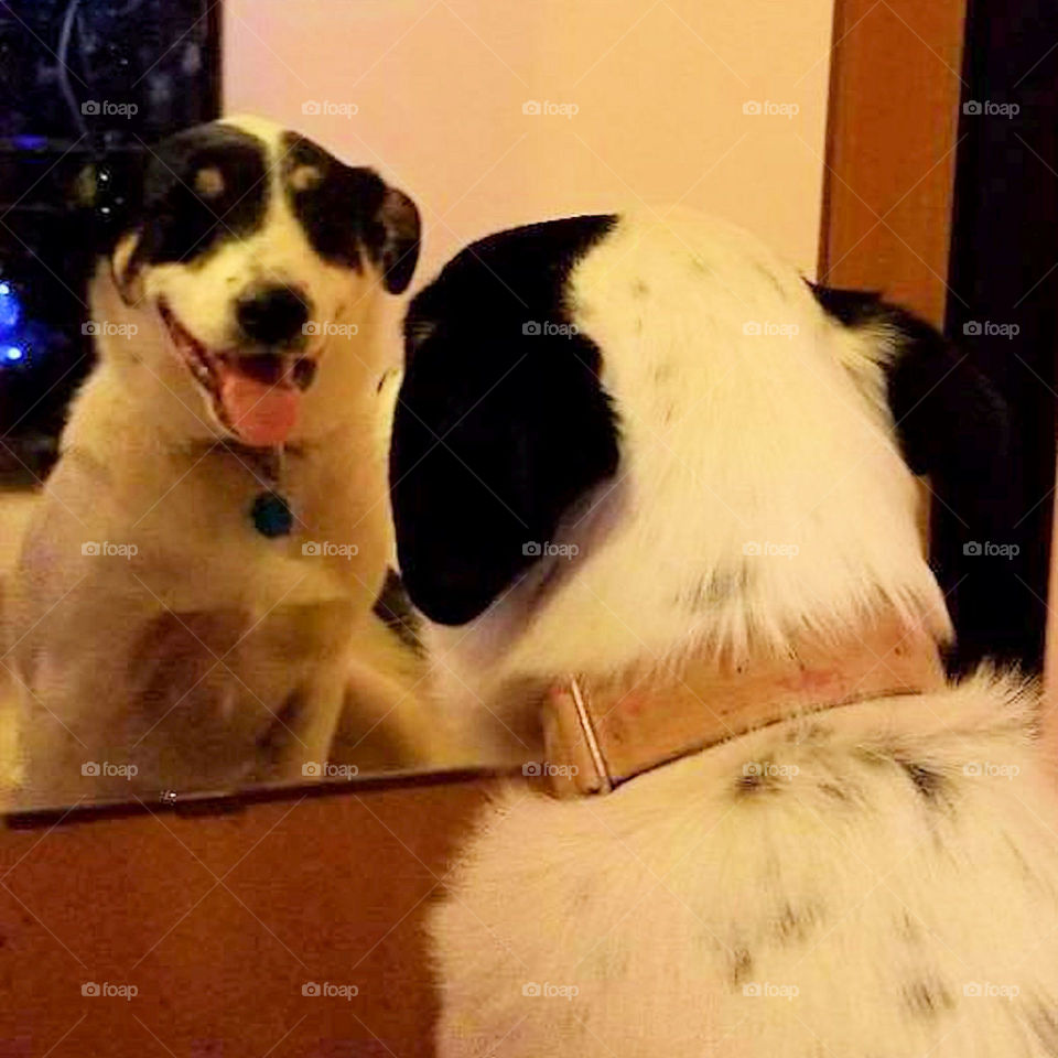 mirror dog