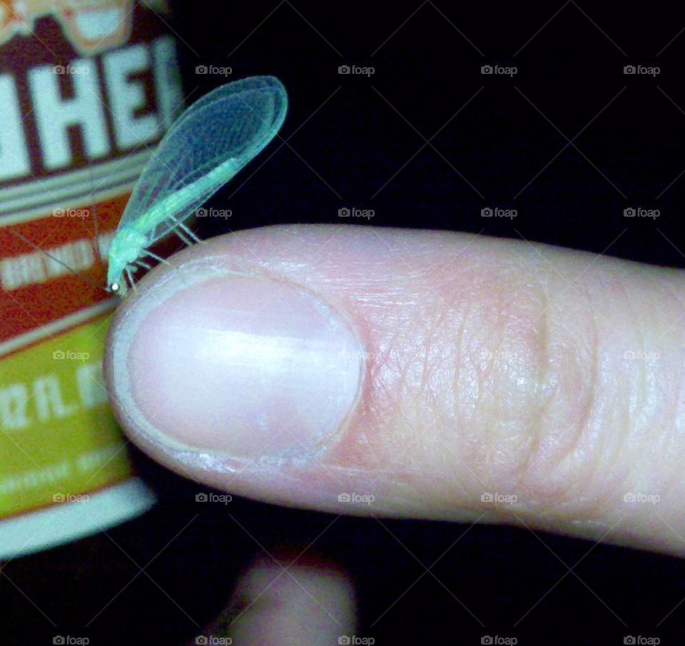 insect on thumb