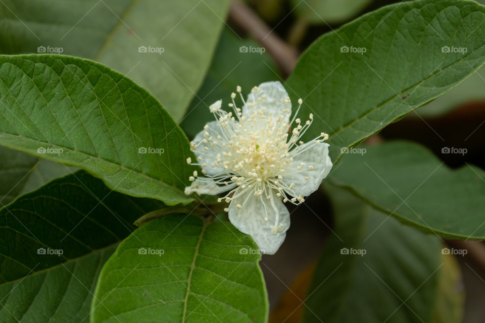 Guava Flower