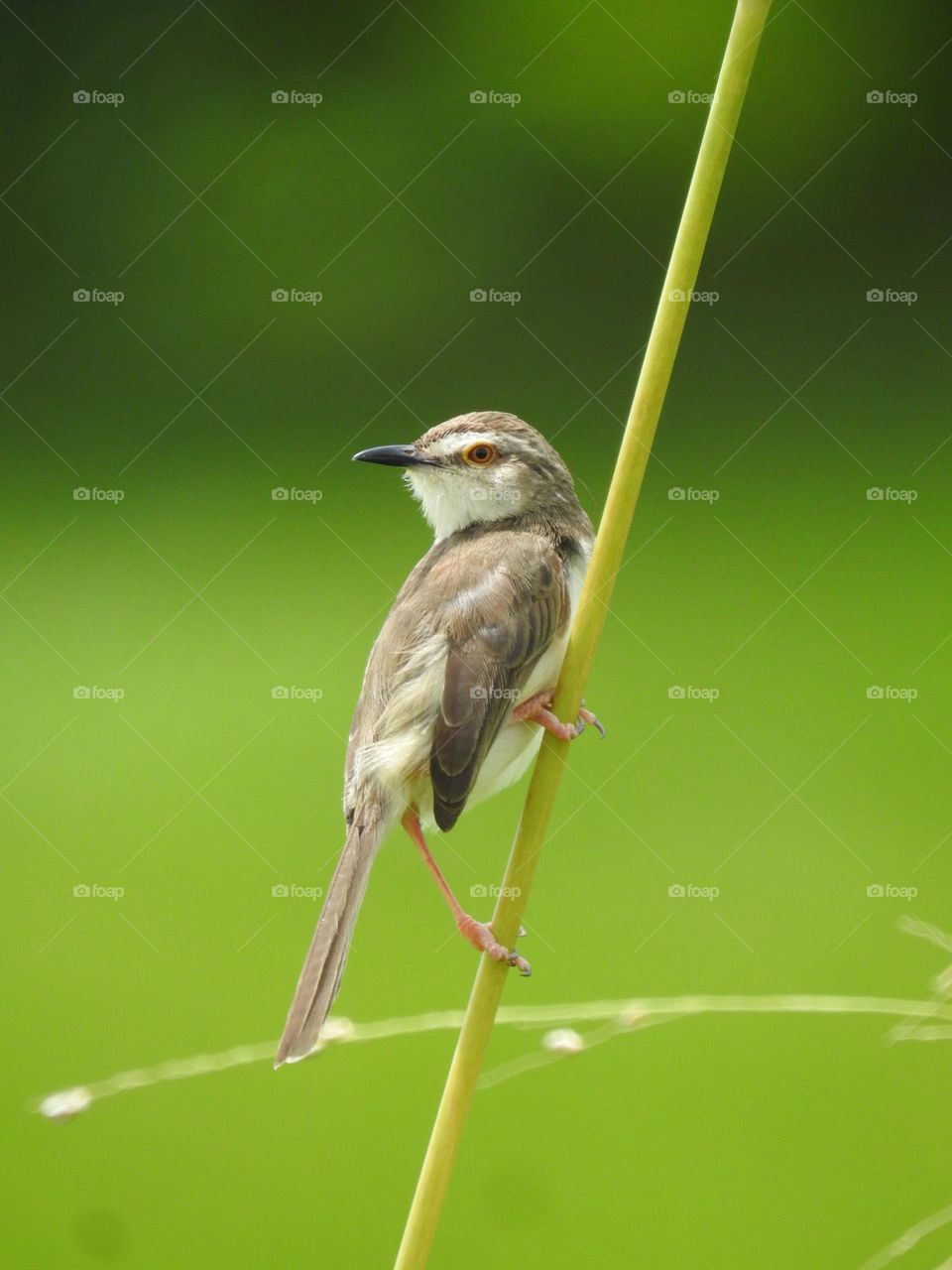 Plain prinia Bird