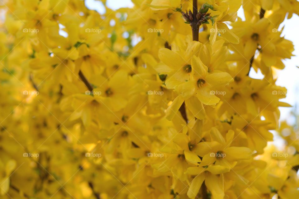 blooming branch tree yellow flowers spring nature