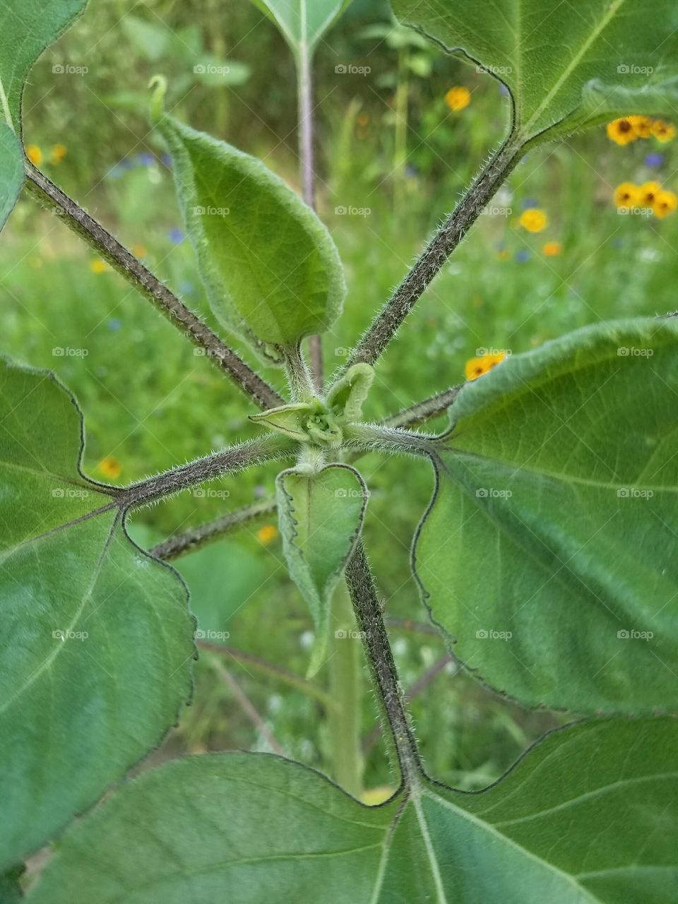 a growing sunflower