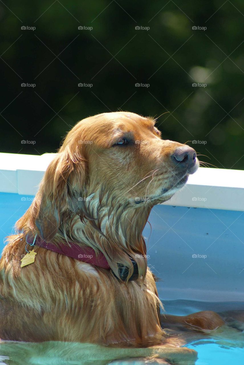 Afternoon Swim