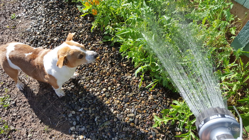 My little corgi mix loves supervising me while I'm out working in the garden