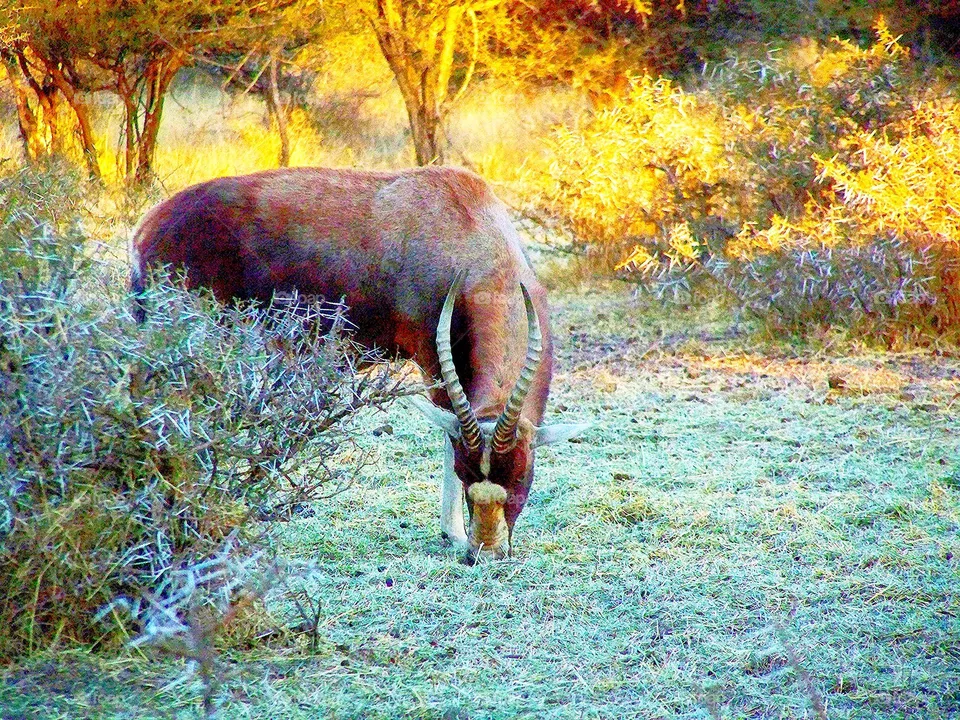 Blesbok, Blesbuck in South Africa