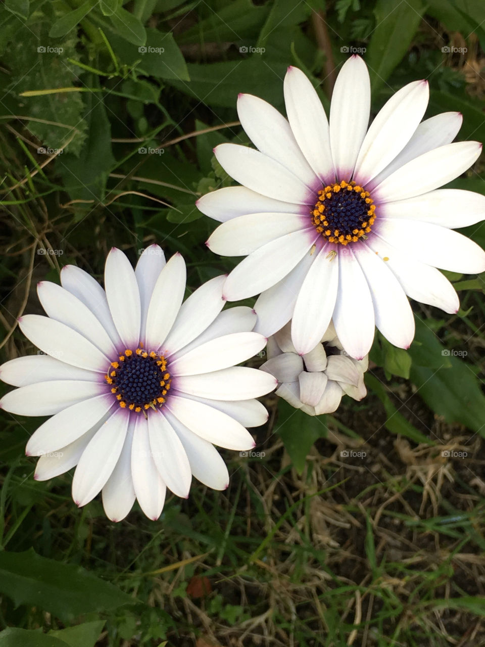 White daisies 